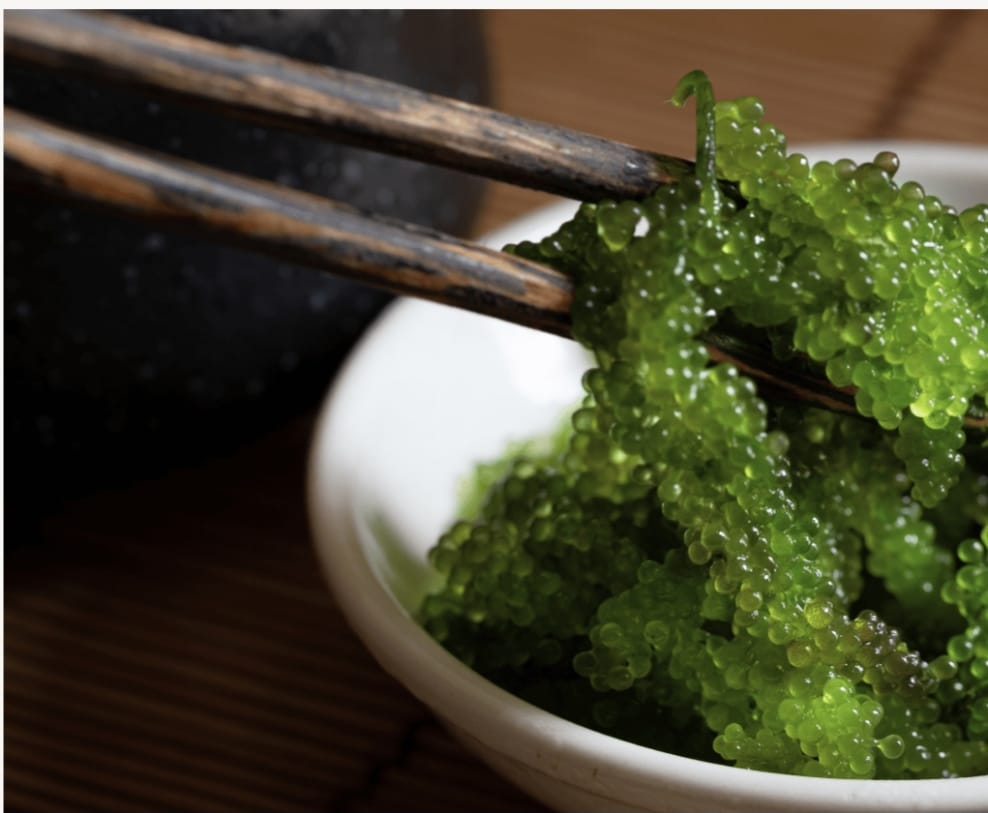 Chlorella OptiPlax Ingredient